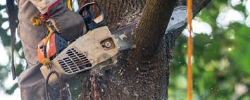 Best Tree and Shrub Care  in Smoke Rise, AL