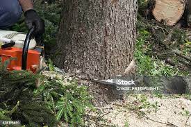 Best Fruit Tree Pruning  in Smoke Rise, AL