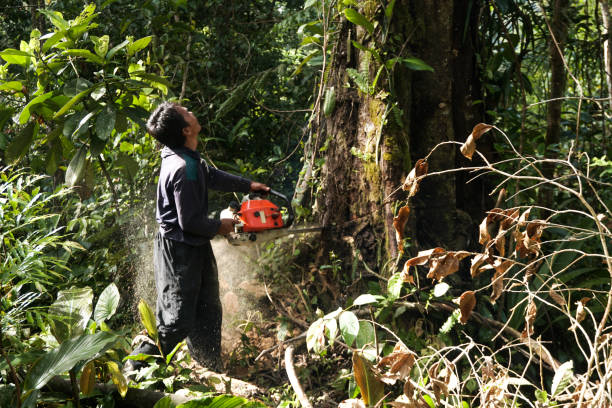 Professional Tree Services in Smoke Rise, AL