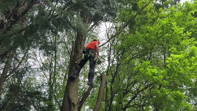  Smoke Rise, AL Tree Services Pros
