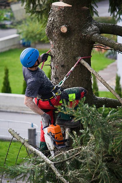 How Our Tree Care Process Works  in  Smoke Rise, AL