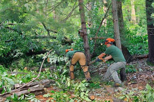 Best Tree Cabling and Bracing  in Smoke Rise, AL