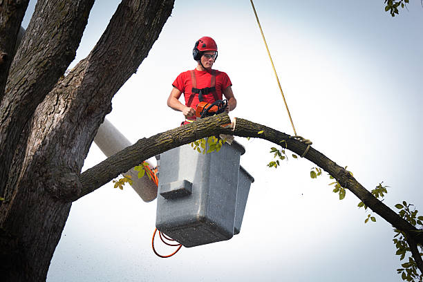 Best Utility Line Clearance  in Smoke Rise, AL