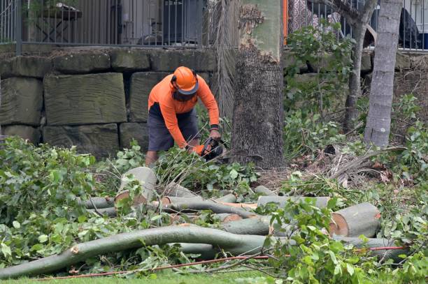 Best Arborist Consultation Services  in Smoke Rise, AL