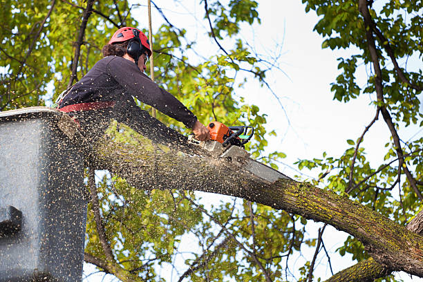 Best Lawn Pest Prevention  in Smoke Rise, AL